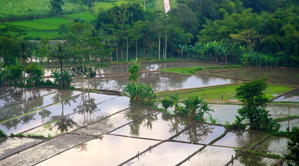 Ratu Boko Palast mit einem Farmland und ruhige Szenerie