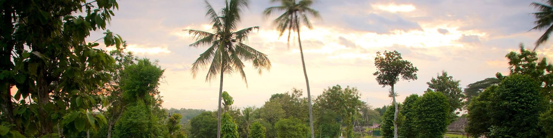 Ratu Boko Palace showing a garden, a sunset and a ruin