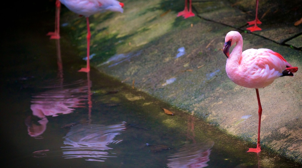 Gembira Loka Zoo showing bird life and zoo animals