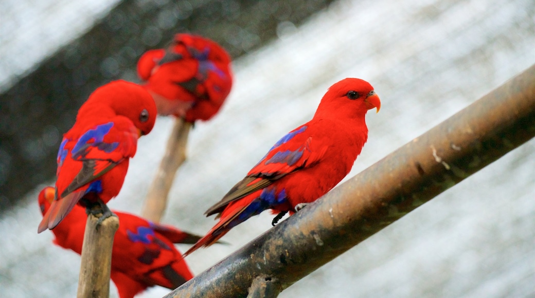 Gembira Loka Zoo featuring zoo animals and bird life