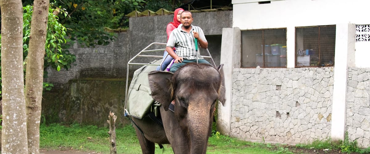 Gembira Loka Zoo showing animals as well as a couple