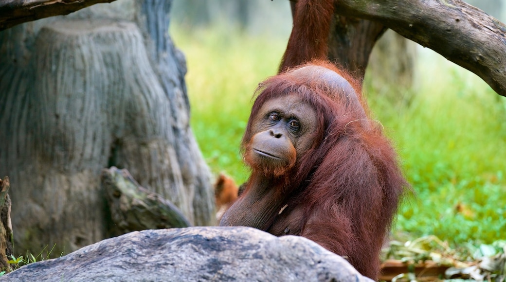 Gembira Loka dierentuin bevat dierentuindieren en dieren