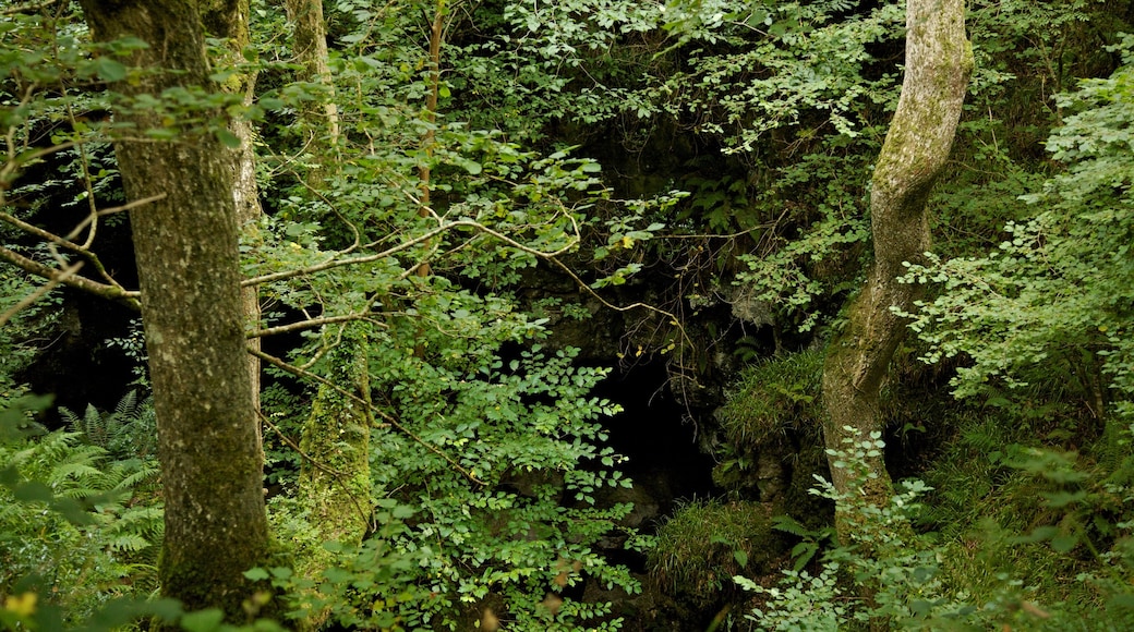 Marble Arch Caves que incluye escenas forestales