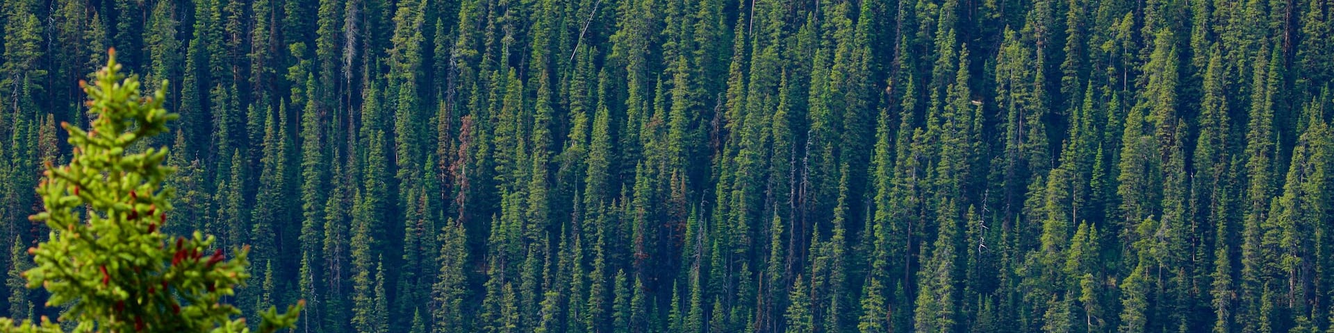 Canadian Rockies which includes a lake or waterhole and forests