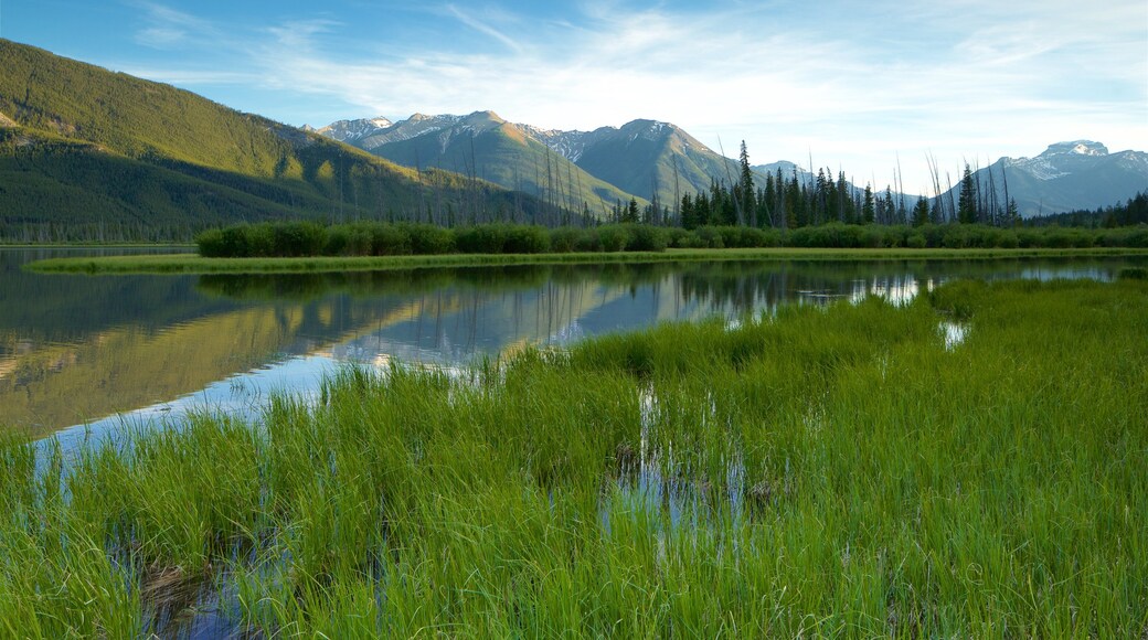 Banff ofreciendo escenas tranquilas, vistas de paisajes y humedales