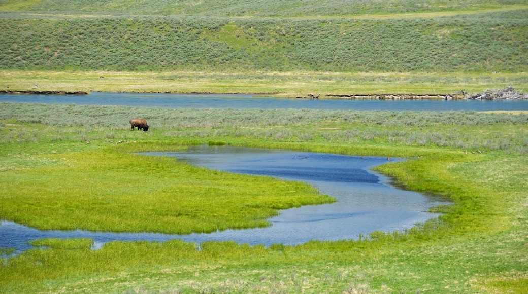 Hayden Valley mostrando fiume o ruscello, paesaggi rilassanti e animali di terra