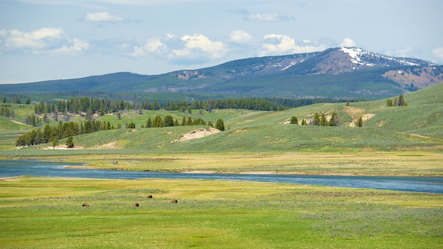 Hayden Valley