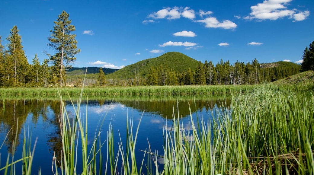 Parque Nacional de Yellowstone ofreciendo pantano, escenas tranquilas y un estanque