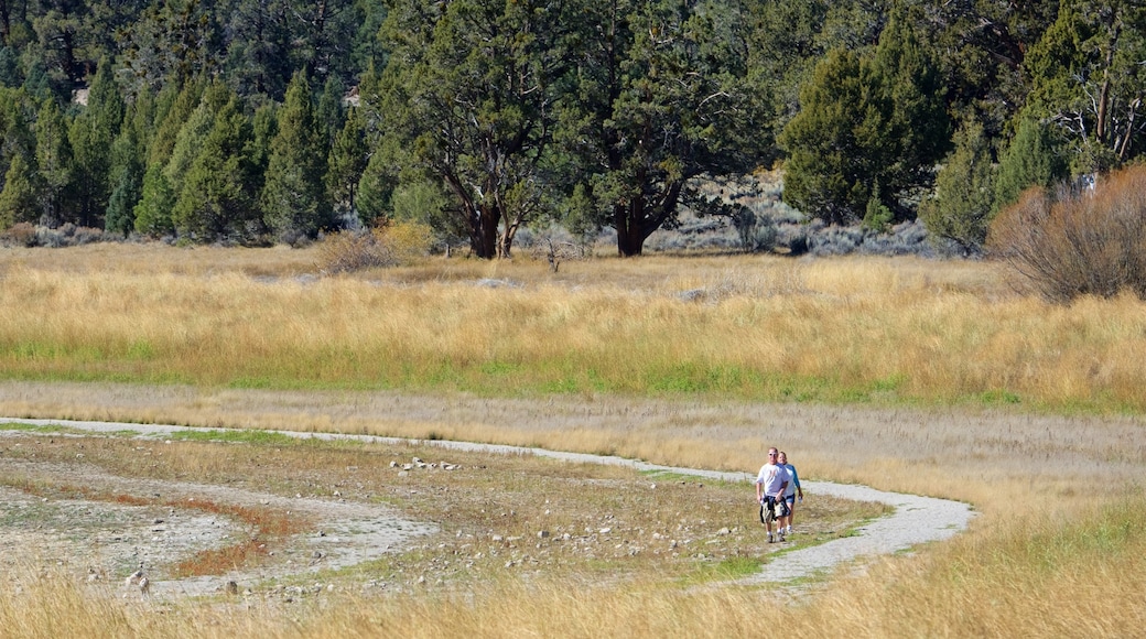 Big Bear Lake featuring tranquil scenes and hiking or walking as well as a couple