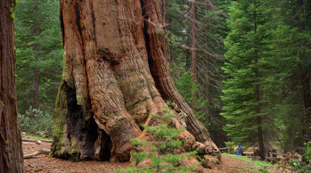 Kings Canyon National Park bevat bossen