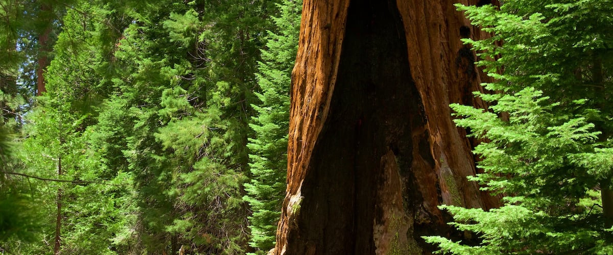Parque Nacional de Kings Canyon que inclui florestas