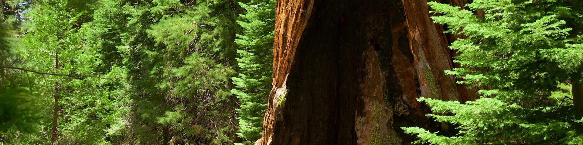Kings Canyon National Park