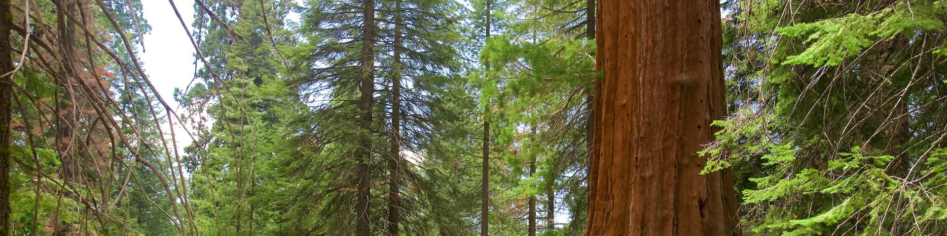 Sequoia and Kings Canyon National Parks