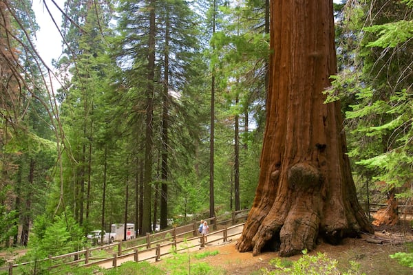 Parc national de Sequoia et Kings Canyon montrant scènes forestières aussi bien que couple