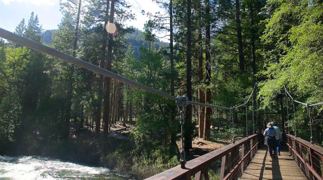 Parque Nacional de Kings Canyon mostrando florestas, um rio ou córrego e uma ponte