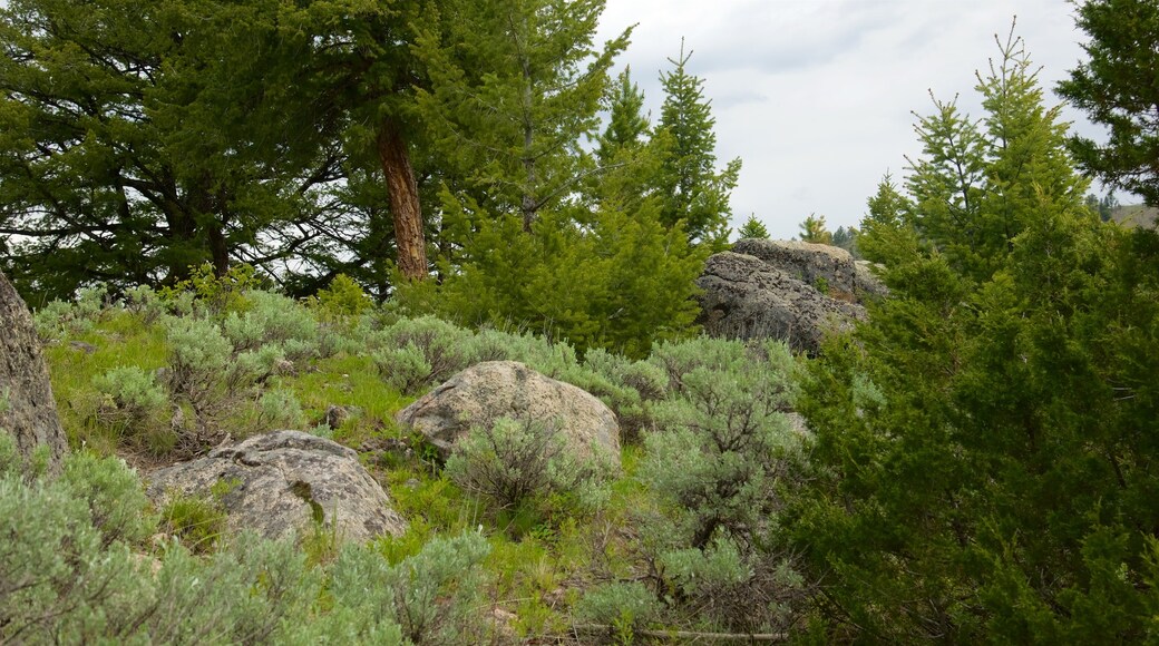 Tower Fall som visar stillsam natur