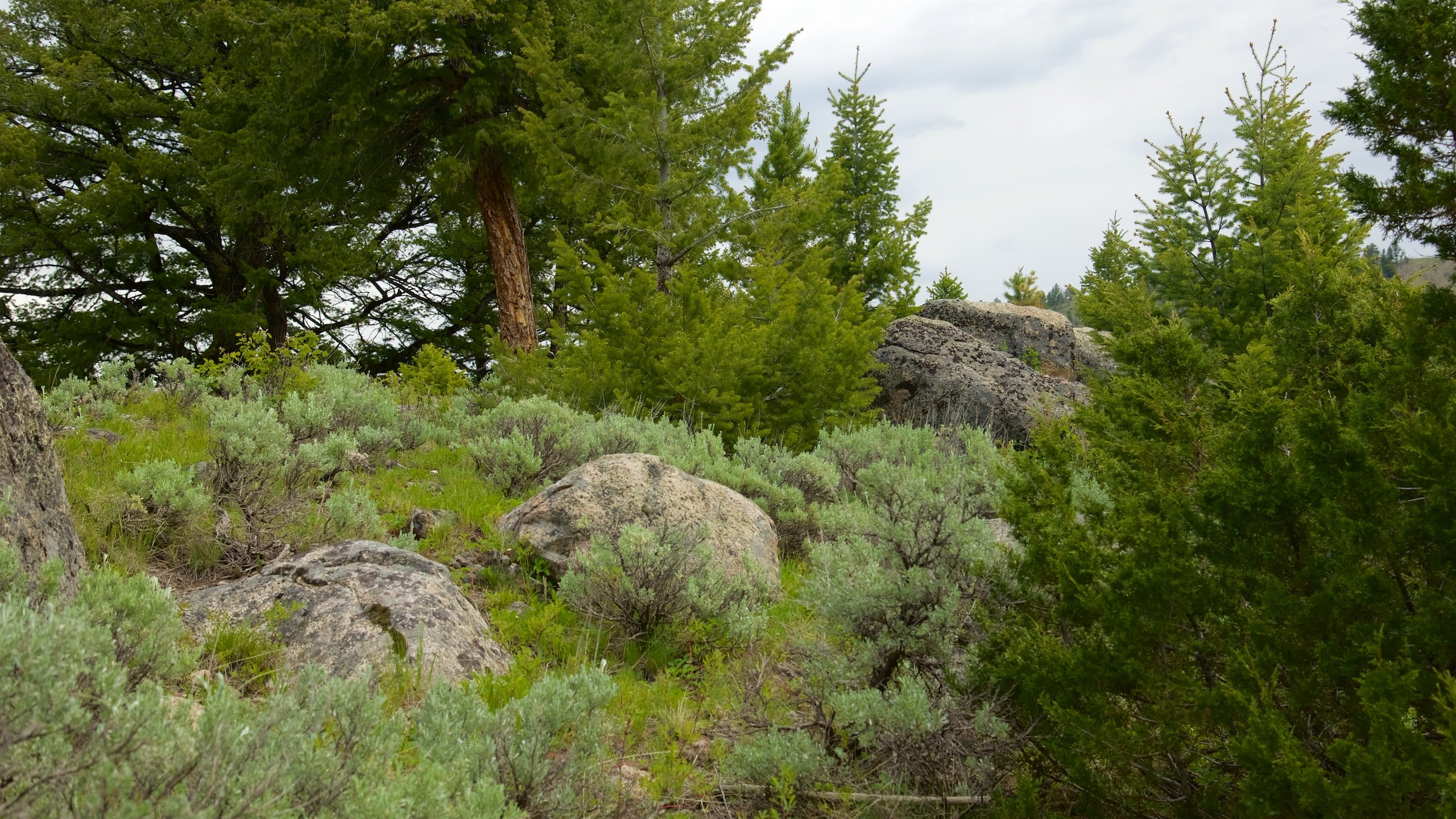 Tower Junction Travel Guide: Best of Tower Junction, Yellowstone National Park Travel 2024