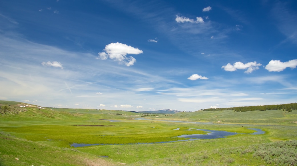 Hayden Valley which includes wetlands, tranquil scenes and landscape views