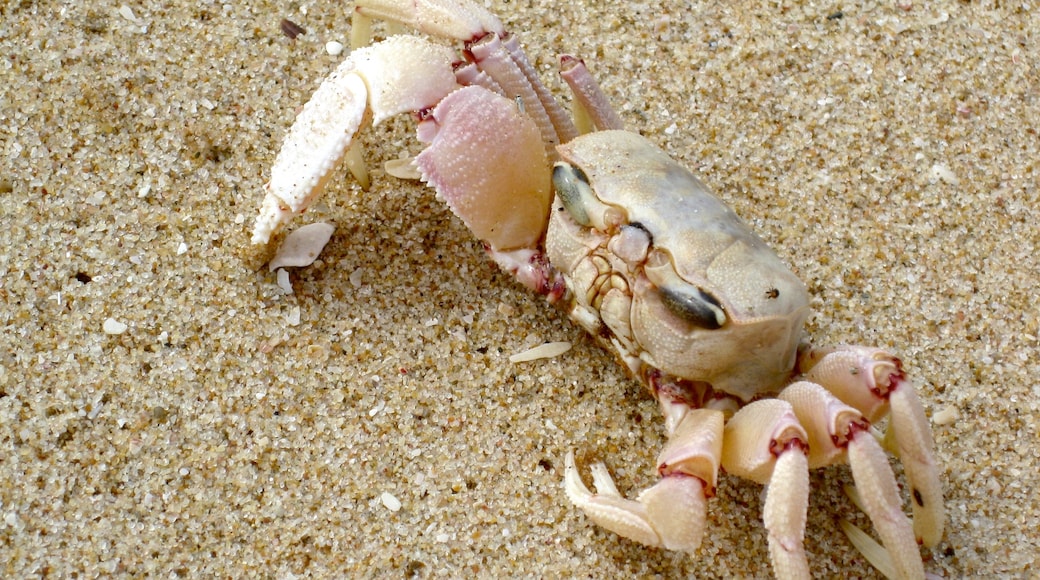 Strand von Tofo welches beinhaltet Meeresbewohner