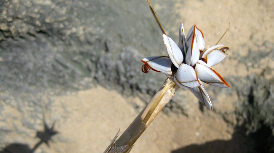 Tofo inclusief wilde bloemen