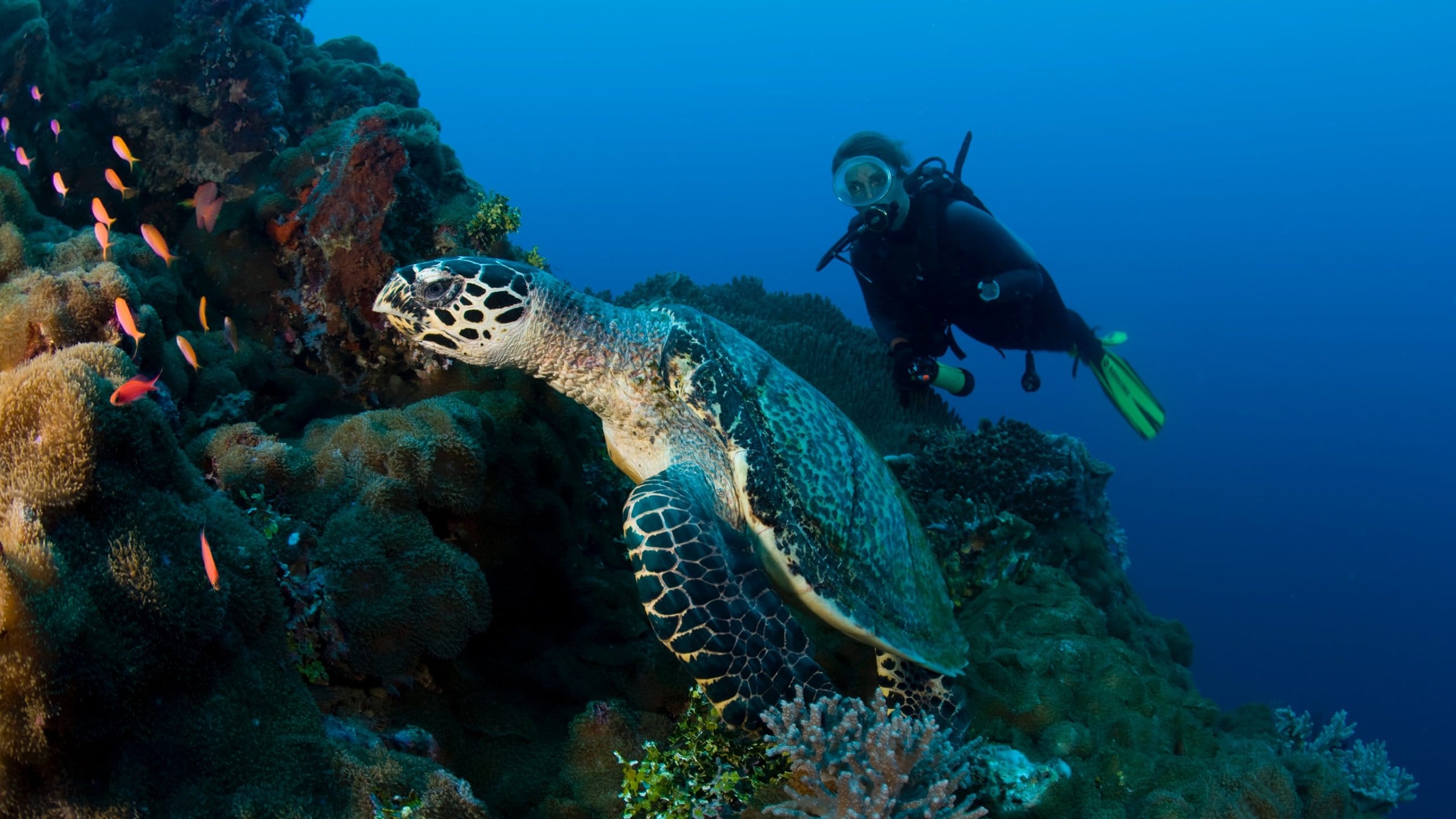 パプアニューギニア観光ガイド～定番人気スポットを参考に自分に