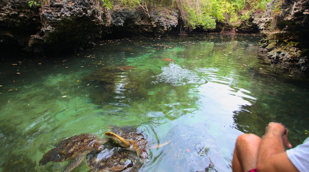 Acuario Natural Mnarani mostrando un estanque y vida marina y también un hombre