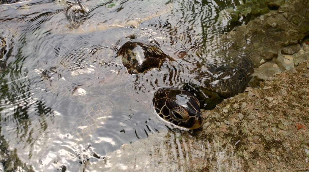 Mnarani Natural Aquarium