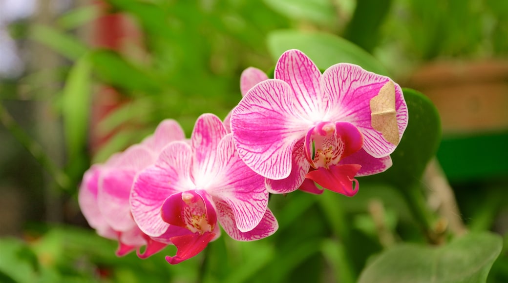 Kandy mettant en vedette fleurs