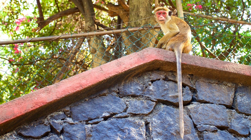 วัดถ้ำ Dambulla แสดง สัตว์น่ากอดหรือสัตว์เป็นมิตร