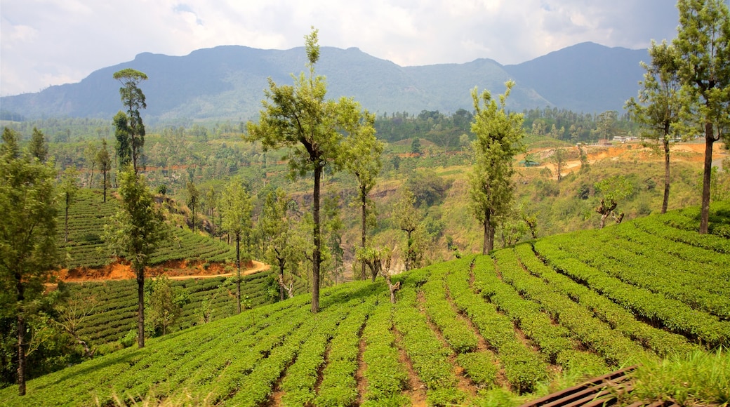 Ella showing tranquil scenes, landscape views and farmland