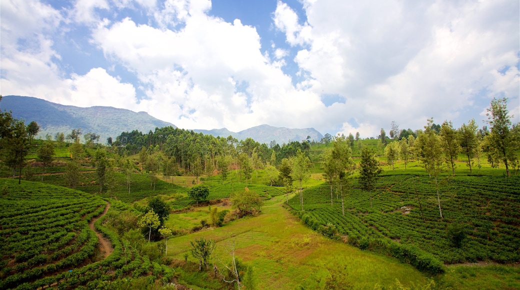 Ella 其中包括 山水美景, 農地 和 寧靜風景