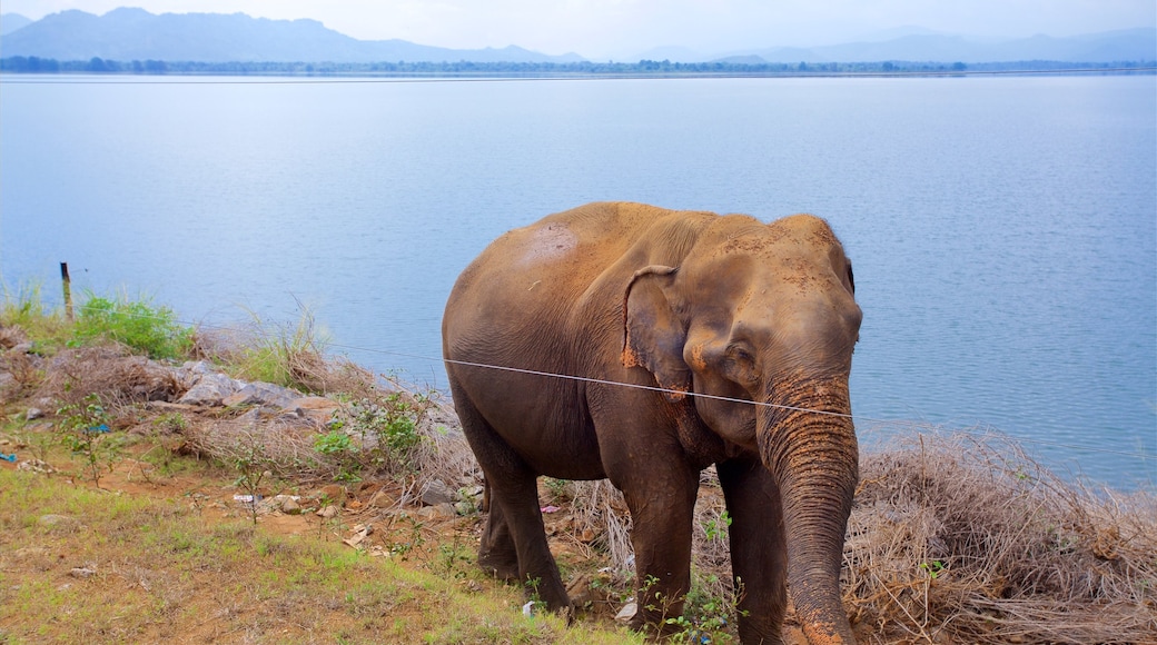 Udawalawe National Park which includes general coastal views and land animals