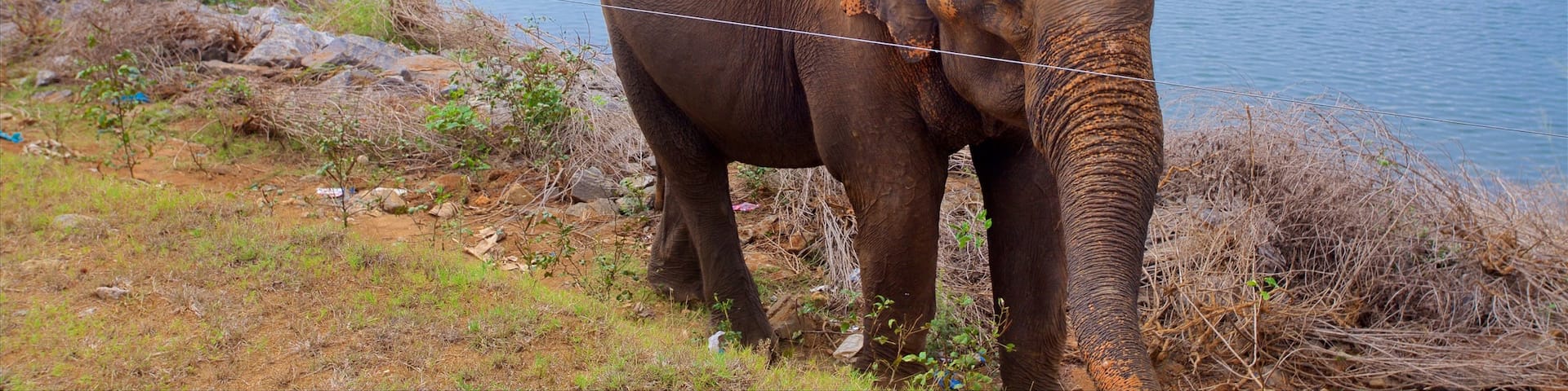 Udawalawe National Park