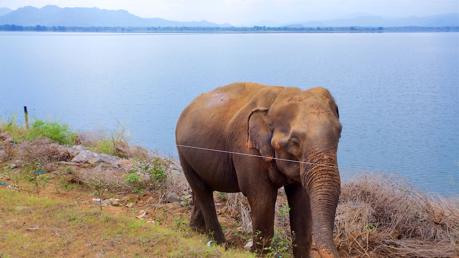 Udawalawe National Park có tính năng cảnh bờ biển và động vật trên can
