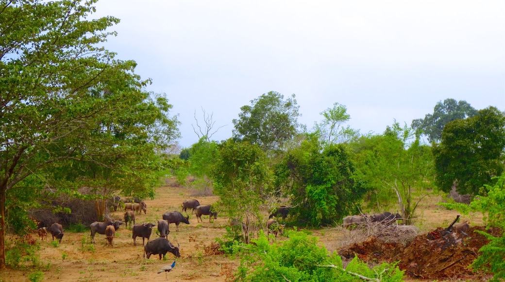 Udawalawe National Park toont vredige uitzichten en landdieren