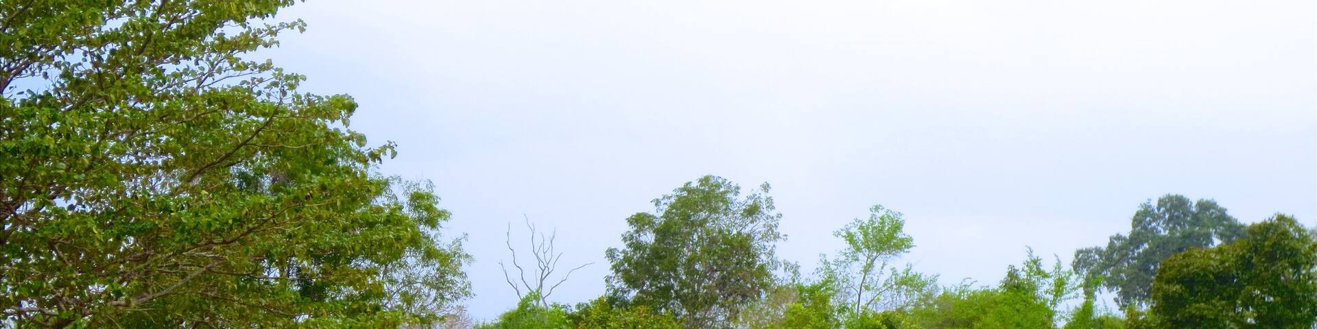 Udawalawe National Park das einen Landtiere und ruhige Szenerie