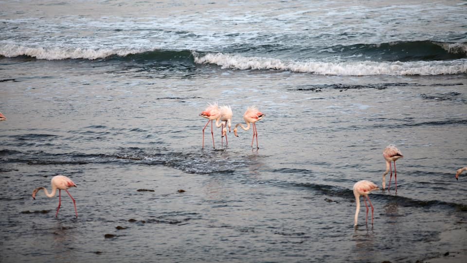 Swakopmund ofreciendo vista general a la costa, surf y aves