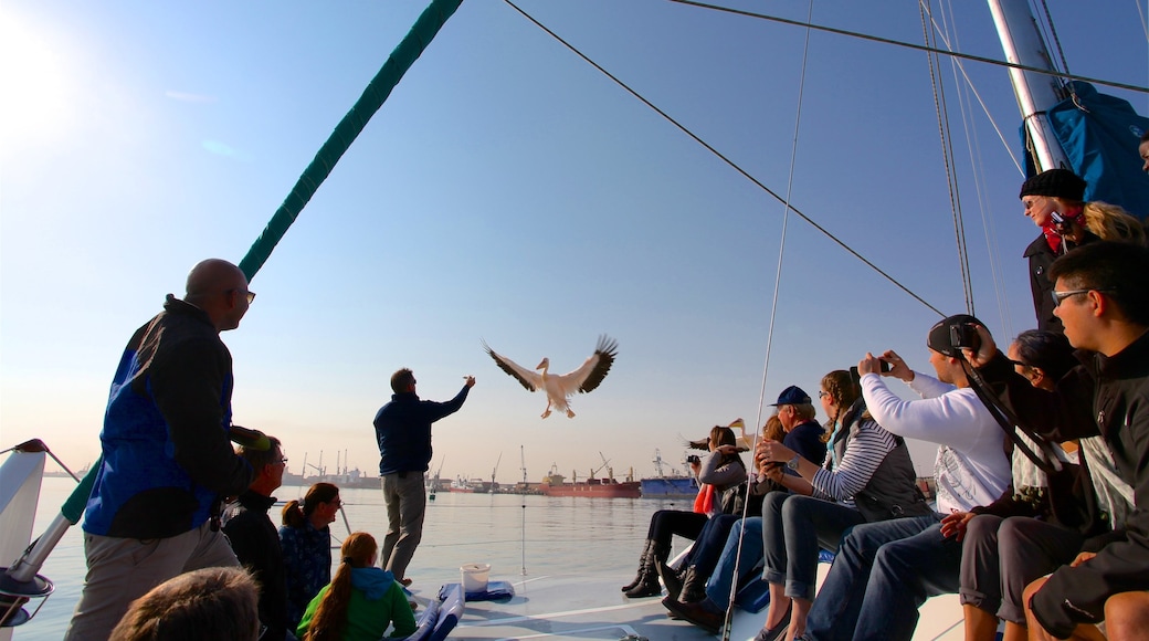 Walvis Bay som visar fåglar och kustutsikter såväl som en liten grupp av människor