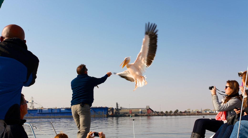 Walvis Bay som visar kustutsikter och fåglar såväl som en liten grupp av människor