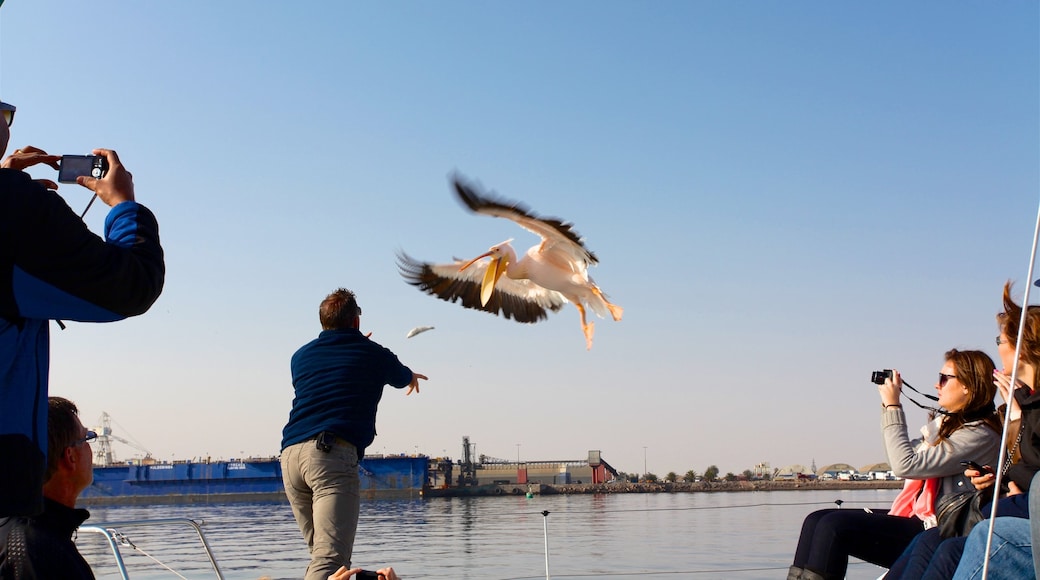 Walvis Bay presenterar fåglar och kustutsikter såväl som en liten grupp av människor