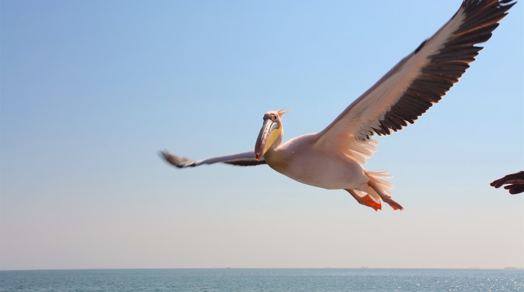 Walvis Bay som visar fåglar