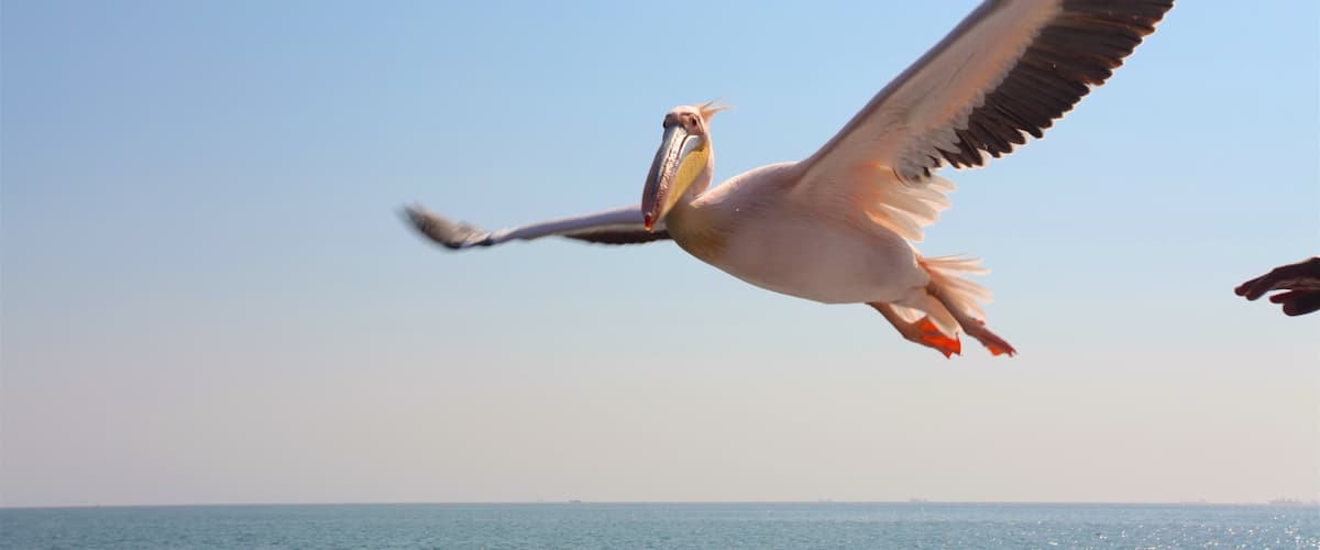 Walvis Bay mettant en vedette vie des oiseaux