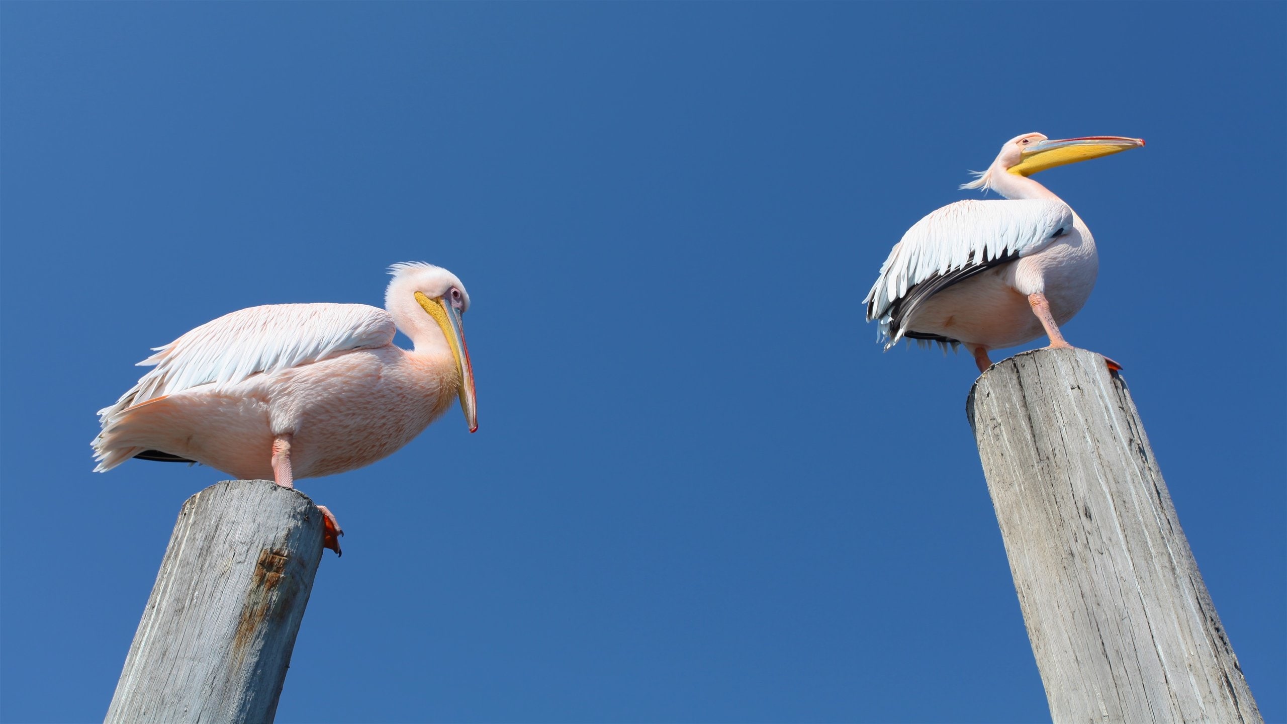 Walvis Bay