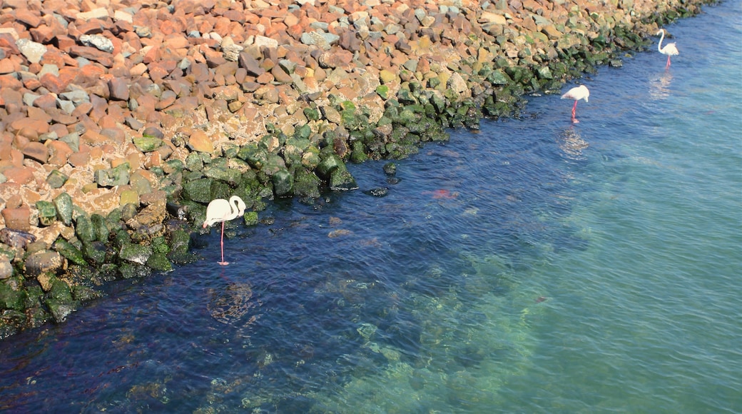 Walvis Bay que inclui vida das aves e litoral acidentado