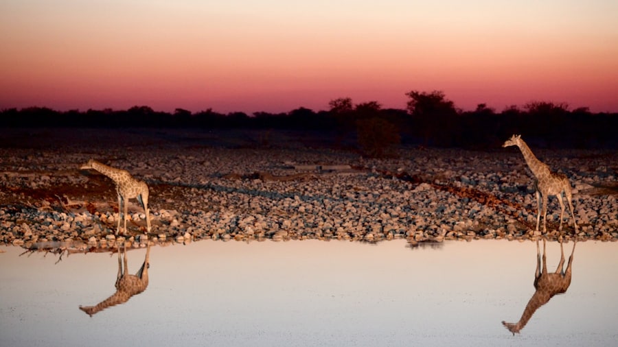 Etosha National Park