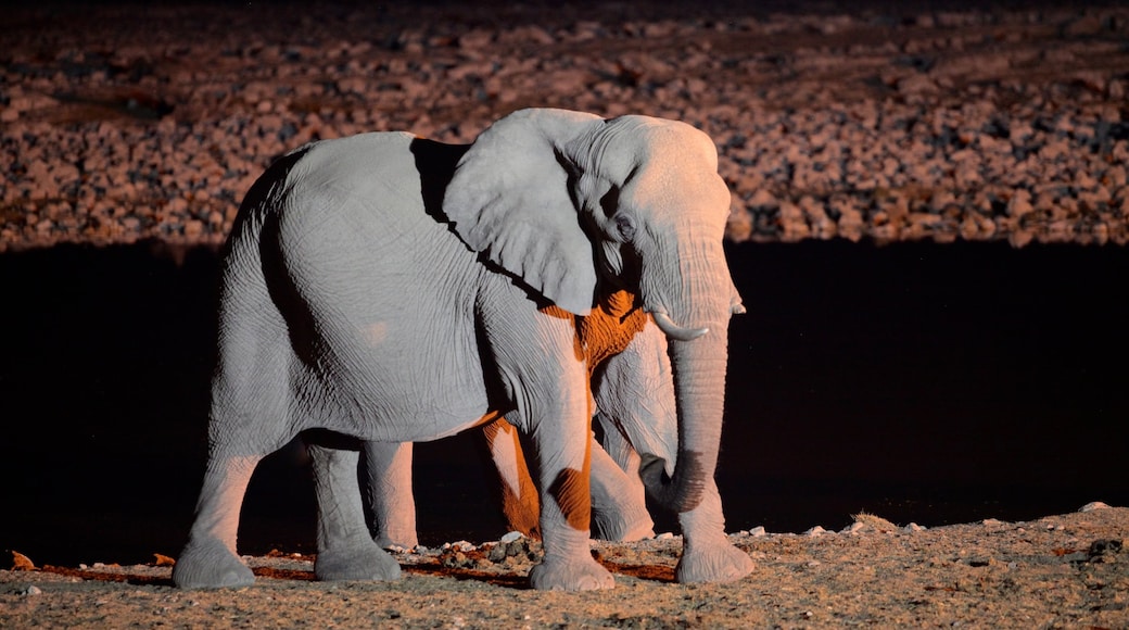 Parco Nazionale di Etosha mostrando paesaggio notturno e animali di terra