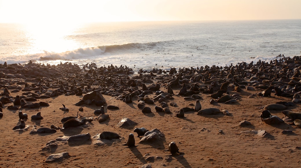 Skelettkusten nationalpark presenterar kustutsikter, havsdjur och en sandstrand