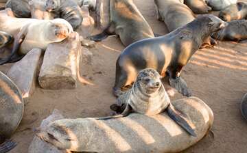 スケルトン コースト国立公園 ナミビア旅行 エクスペディア スケルトン コースト国立公園 ナミビア旅行 エクスペディア