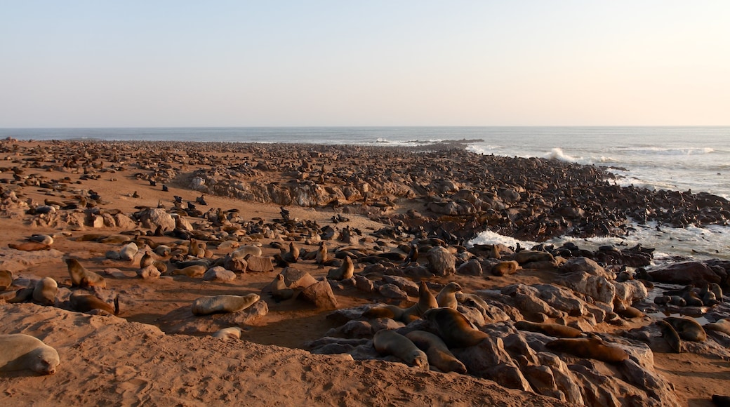 Skelettkusten nationalpark presenterar kustutsikter, klippig kustlinje och en sandstrand