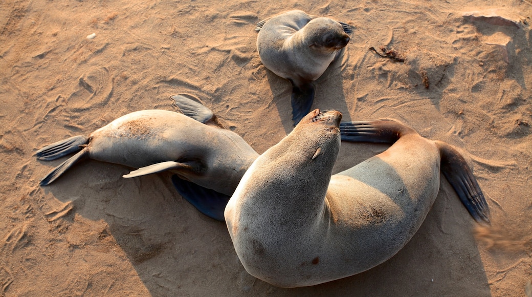 Namib-Skelettküste-Nationalpark welches beinhaltet Strand, Meeresbewohner und Sonnenuntergang